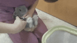 Moving Image Mayhem (Animal Edition)