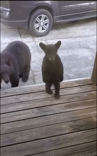 Moving Image Mayhem (Animal Edition)