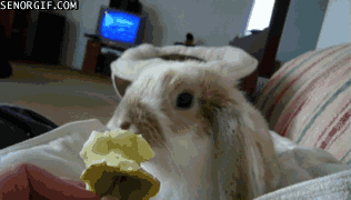 Moving Image Mayhem (Animal Edition)