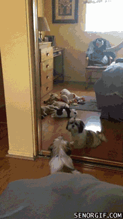 Moving Image Mayhem (Animal Edition)