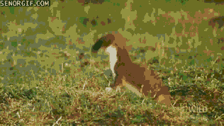 Moving Image Mayhem (Animal Edition)