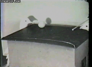 Moving Image Mayhem (Animal Edition)