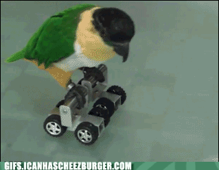 Moving Image Mayhem (Animal Edition)