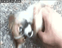 Moving Image Mayhem (Animal Edition)