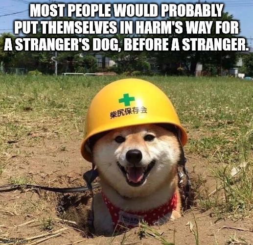 safety doggo - Most People Would Probably Put Themselves In Harm'S Way For A Stranger'S Dog, Before A Stranger. Rp.com