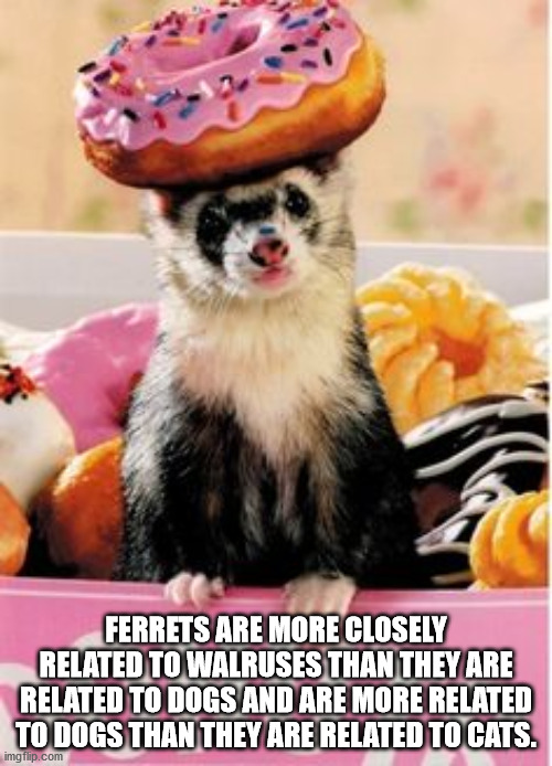 ferret birthday card - Ferrets Are More Closely Related To Walruses Than They Are Related To Dogs And Are More Related To Dogs Than They Are Related To Cats. imgflip.com