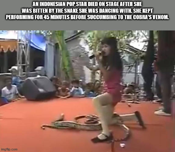 Snake - An Indonesian Pop Star Died On Stage After She Was Bitten By The Snake She Was Dancing With. She Kept Performing For 45 Minutes Before Succumbing To The Cobra'S Venom imgflip.com