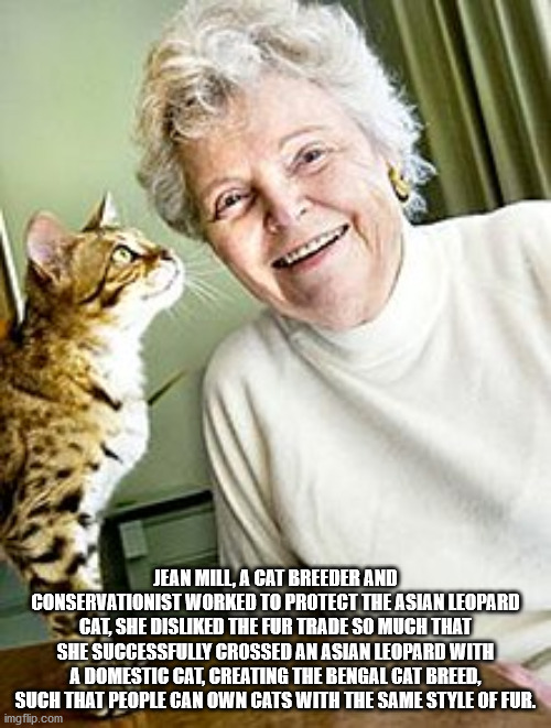 photo caption - Jean Mill, A Cat Breeder And Conservationist Worked To Protect The Asian Leopard Cat, She Disd The Fur Trade So Much That She Successfully Crossed An Asian Leopard With A Domestic Cat, Creating The Bengal Cat Breed, Such That People Can Ow