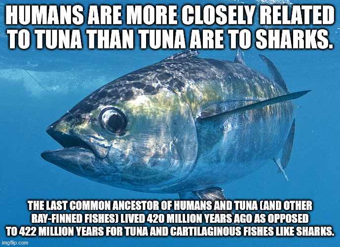 tuna shaming - Humans Are More Closely Related To Tuna Than Tuna Are To Sharks. The Last Common Ancestor Of Humans And Tuna And Other RayFinned Fishes Lived 420 Million Years Ago As Opposed To 422 Million Years For Tuna And Cartilaginous Fishes Sharks. im