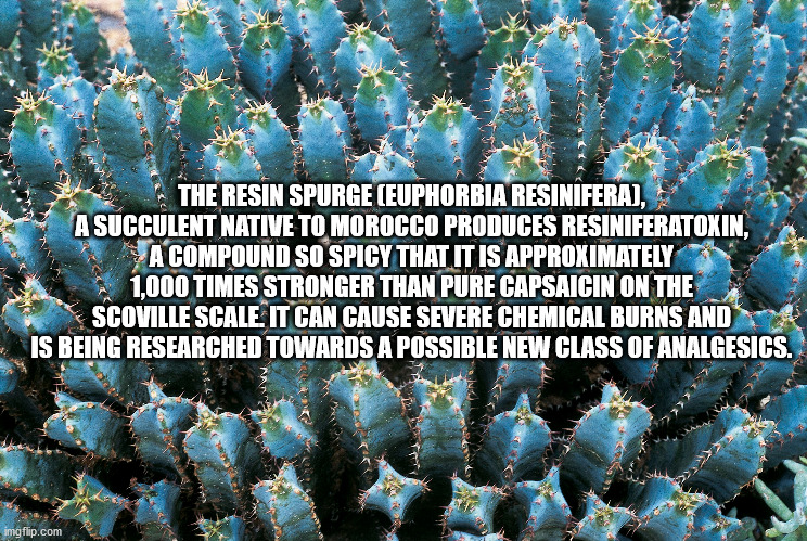 resiniferatoxin scoville scale - The Resin Spurge Euphorbia Resinifera, A Succulent Native To Morocco Produces Resiniferatoxin, A Compound So Spicy That It Is Approximately 1,000 Times Stronger Than Pure Capsaicin On The Scoville Scale. It Can Cause Sever