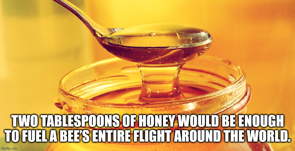 honey - Two Tablespoons Of Honey Would Be Enough To Fuel A Bee'S Entire Flight Around The World. imgflip.com