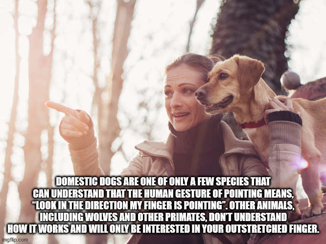 friendship - Domestic Dogs Are One Of Only A Few Species That Can Understand That The Human Gesture Of Pointing Means, "Look In The Direction My Finger Is Pointing". Other Animals, Including Wolves And Other Primates, Don'T Understand How It Works And Wil