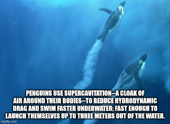 st. louis blues - Penguins Use SupercavitationA Cloak Of Air Around Their BodiesTo Reduce Hydrodynamic Drag And Swim Faster Underwater; Fast Enough To Launch Themselves Up To Three Meters Out Of The Water. imgflip.com