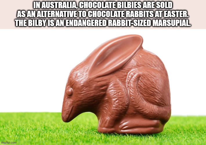 fauna - In Australia, Chocolate Bilbies Are Sold As An Alternative To Chocolate Rabbits At Easter. The Bilby Is An Endangered RabbitSized Marsupial imgflip.com