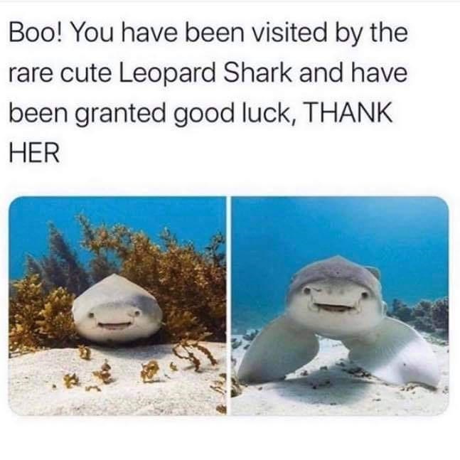 cute leopard shark - Boo! You have been visited by the rare cute Leopard Shark and have been granted good luck, Thank Her
