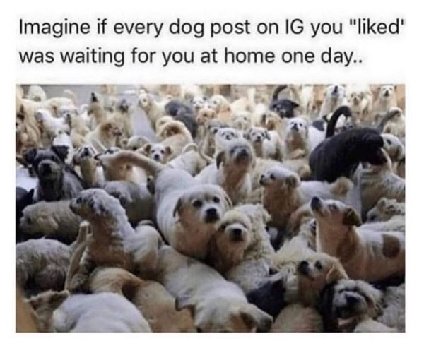 Dog - Imagine if every dog post on Ig you "d" was waiting for you at home one day..