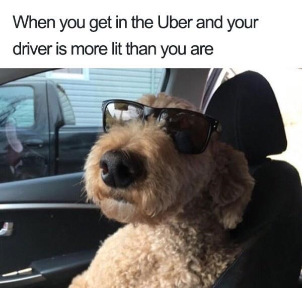 uber animal memes - When you get in the Uber and your driver is more lit than you are