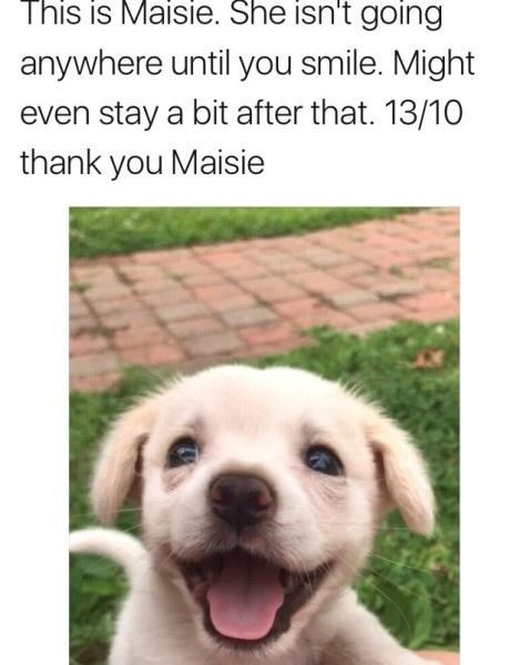 puppy smiling - This is Maisie. She isn't going anywhere until you smile. Might even stay a bit after that. 1310 thank you Maisie