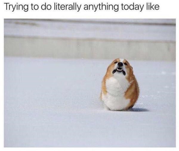 corgi memes - Trying to do literally anything today