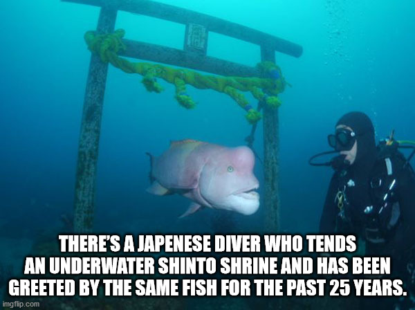 forge ahead - There'S A Japenese Diver Who Tends An Underwater Shinto Shrine And Has Been Greeted By The Same Fish For The Past 25 Years. imgflip.com
