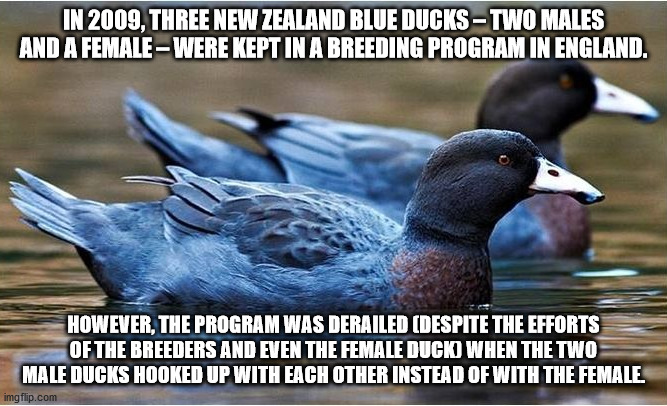 In 2009, Three New Zealand Blue Ducks Two Males And A FemaleWere Kept In A Breeding Program In England. However, The Program Was Derailed Despite The Efforts Of The Breeders And Even The Female Duck When The Two Male Ducks Hooked Up