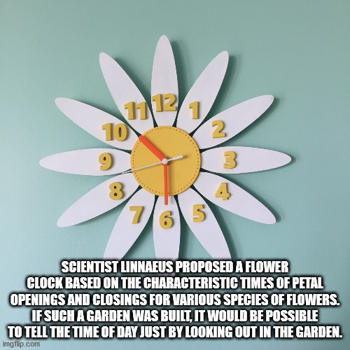 daisy clocks - 1 10 7 65 Scientist Linnaeus Proposed A Flower Clock Based On The Characteristic Times Of Petal Openings And Closings For Various Species Of Flowers. If Such A Garden Was Built, It Would Be Possible To Tell The Time Of Day Just By Looking O