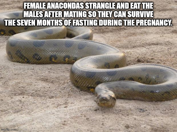 anaconda information - Female Anacondas Strangle And Eat The Males After Mating So They Can Survive The Seven Months Of Fasting During The Pregnancy. imgflip.com