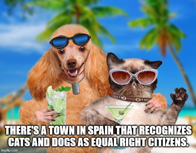 dog and cat on beach - There'S A Town In Spain That Recognizes Cats And Dogs As Equal Right Citizens. imgflip.com