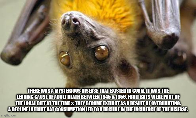 Bats - There Was A Mysterious Disease That Existed In Guam. It Was The Leading Cause Of Adult Death Between 1945 & 1956. Fruit Bats Were Part Of The Local Diet At The Time & They Became Extinct As A Result Of Overhunting. A Decline In Fruit Bat Consumptio