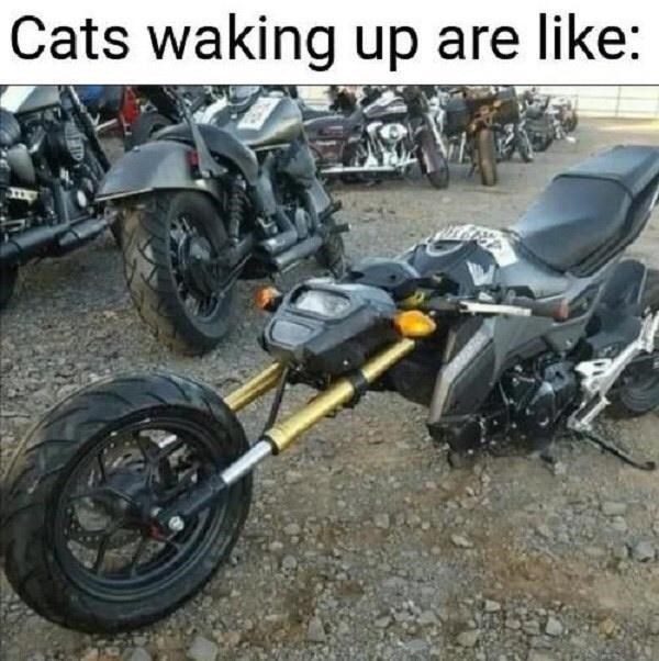 cats waking up be like motorcycle - Cats waking up are