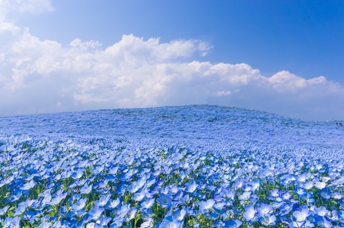 aesthetic blue flower field