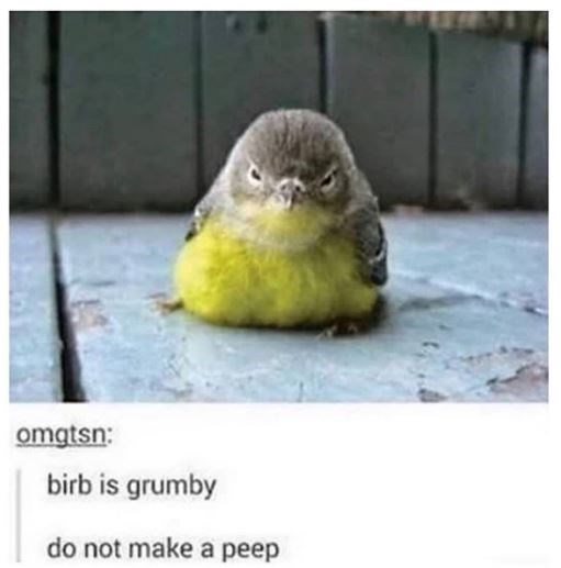 birb is grumby do not make a peep - omgtsn birb is grumby do not make a peep