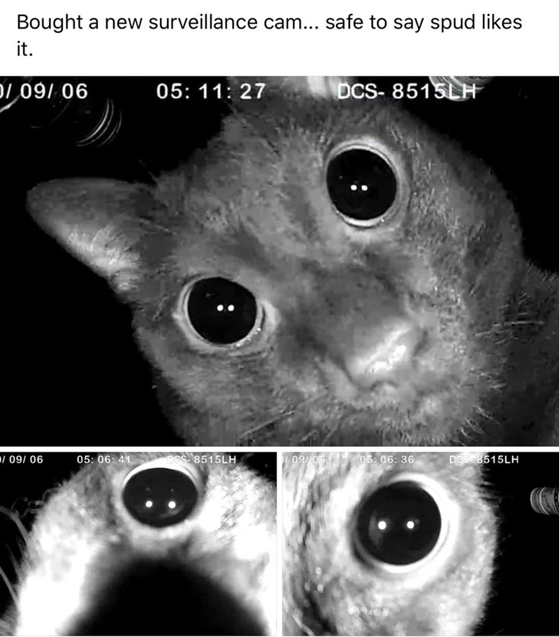 cat - Bought a new surveillance cam... safe to say spud it. 1091 06 05 Dcs8515LH 09 06 41 Pss8515LH 109 05 36 D8515LH