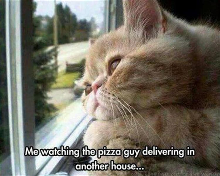 Me watching the pizza guy delivering in another house...