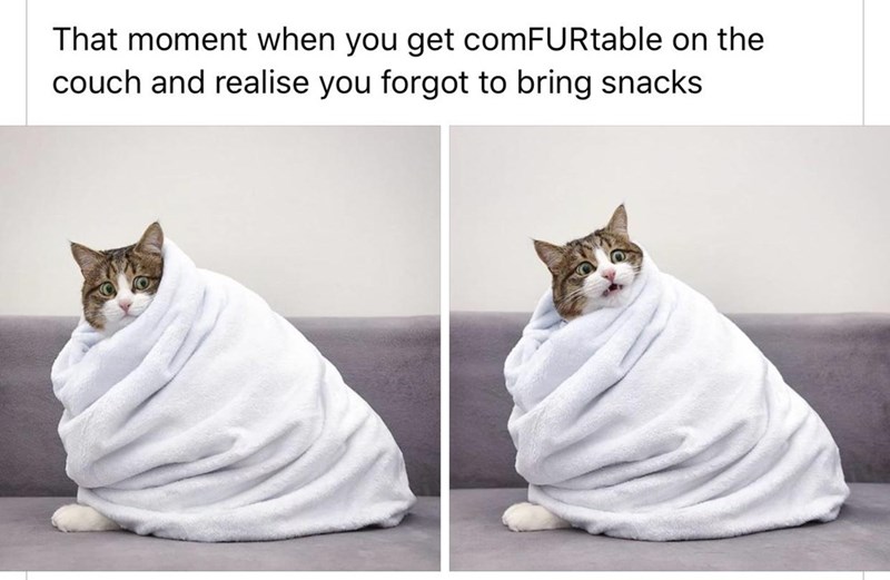 photo caption - That moment when you get comFURtable on the couch and realise you forgot to bring snacks