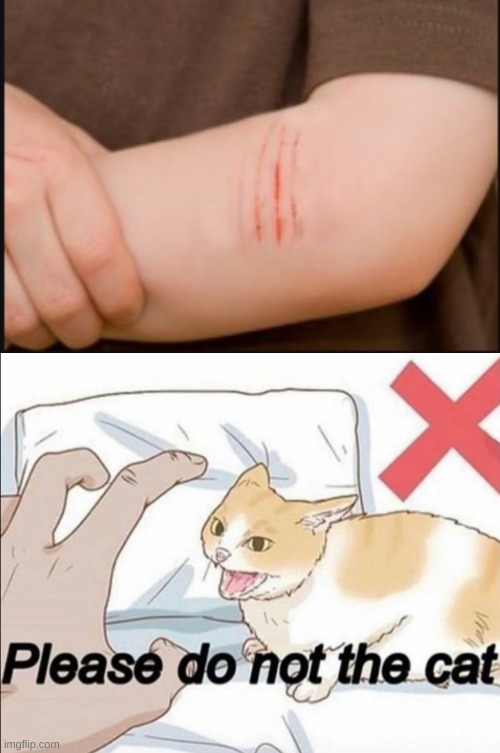 please do not the cat - Please do not the cat imgflip.com