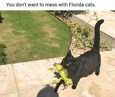 You don't want to mess with Florida cats.