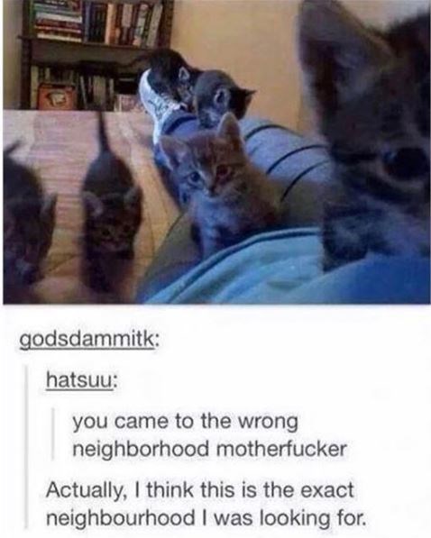 kitten apocalypse - godsdammitk hatsuu you came to the wrong neighborhood motherfucker Actually, I think this is the exact neighbourhood I was looking for.