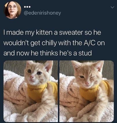 I made my kitten a sweater so he wouldn't get chilly with the AC on and now he thinks he's a stud