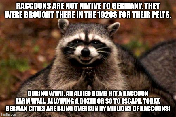 coronavirus raccoon meme - Raccoons Are Not Native To Germany. They Were Brought There In The 1920S For Their Pelts. During Wwii, An Allied Bomb Hit A Raccoon Farm Wall, Allowing A Dozen Or So To Escape. Today, German Cities Are Being Overrun By Millions 