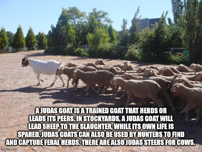 judas goat - A Judas Goat Is A Trained Goat That Herds Or Leads Its Peers. In Stockyards, A Judas Goat Will Lead Sheep To The Slaughter, While Its Own Life Is Spared. Judas Goats Can Also Be Used By Hunters To Find And Capture Feral Herds. There Are Also 