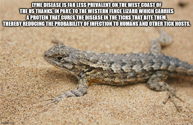neil degrasse tyson meme - Lyme Disease Is Far Less Prevalent On The West Coast Of The Us Thanks, In Part, To The Western Fence Lizard Which Carries A Protein That Cures The Disease In The Ticks That Bite Them, Thereby Reducing The Probability Of Infectio