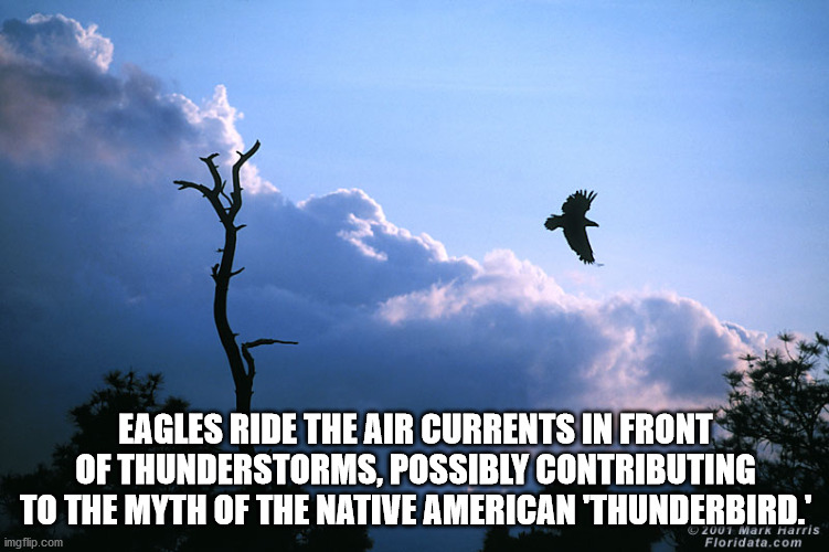 sky - Eagles Ride The Air Currents In Front Of Thunderstorms, Possibly Contributing To The Myth Of The Native American Thunderbird.' imgflip.com 2007 Mark Harris Floridata.com