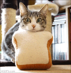 funny bread cat gifs - 4 GIFs.com
