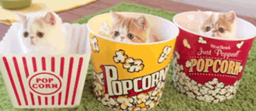 popcorn cat gif - Just Popped Spopcort Pop Corn Bpcorn