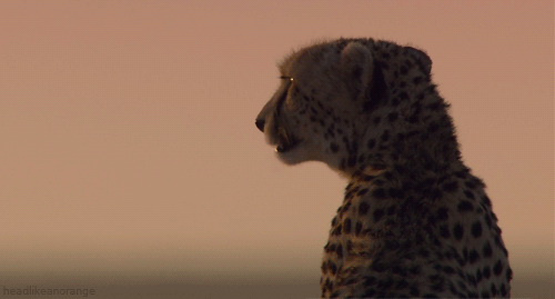 cheetah chirping gif