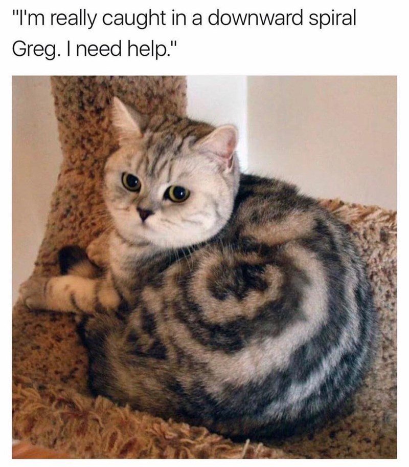 funny cat memes - "I'm really caught in a downward spiral Greg. I need help."