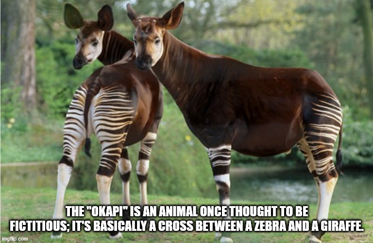 wildlife - The "Okapi" Is An Animal Once Thought To Be Fictitious; It'S Basically A Cross Between A Zebra And A Giraffe. imgflip.com