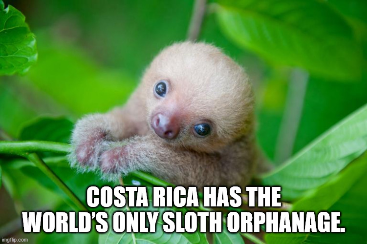 cute baby sloth - Costa Rica Has The World'S Only Sloth Orphanage. imgflip.com