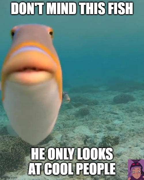 okbuddyretard fish - Don'T Mind This Fish He Only Looks At Cool People imgflip.com